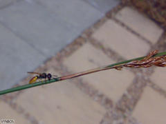 Philanthus triangulum diadema