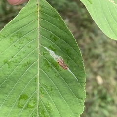 Caloptilia