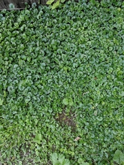 Glechoma hederacea