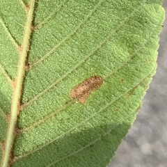 Caloptilia