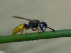 Philanthus triangulum diadema