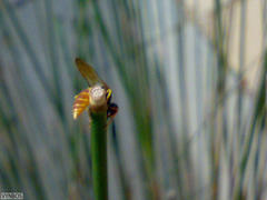 Philanthus triangulum diadema