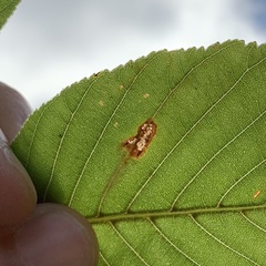 Caloptilia