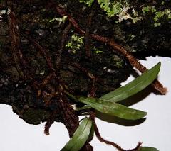 Microgramma mauritiana