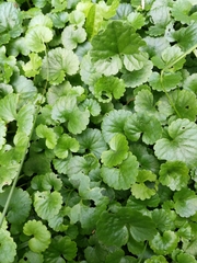 Glechoma hederacea