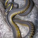 Common Boomslang - Photo (c) ruedi siegenthaler, some rights reserved (CC BY-NC), uploaded by ruedi siegenthaler