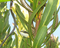 Dispholidus typus typus