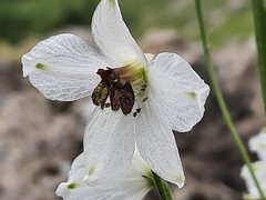Delphinium crispulum