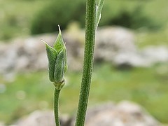 Delphinium crispulum