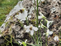 Delphinium crispulum
