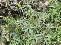 Delphinium crispulum
