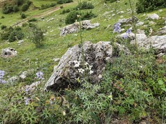 Delphinium crispulum