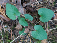 Viola nemoralis