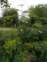 Pastinaca sativa