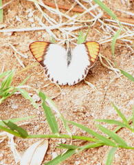 Colotis annae annae