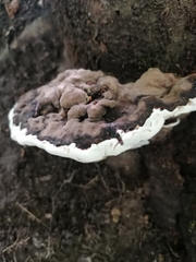 Fungi