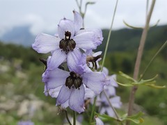 Delphinium crispulum