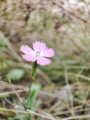 Dianthus campestris