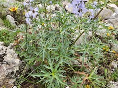 Delphinium crispulum