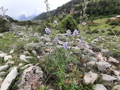 Delphinium crispulum