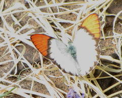 Colotis annae annae