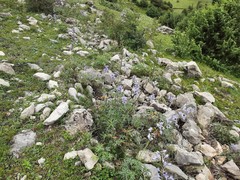 Delphinium crispulum