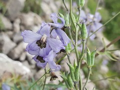 Delphinium crispulum