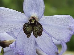 Delphinium crispulum