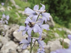 Delphinium crispulum