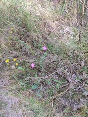 Dianthus campestris