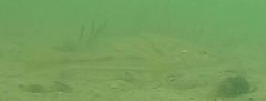 Menticirrhus saxatilis