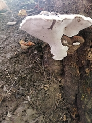 Fungi