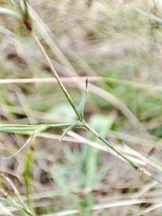 Dianthus campestris