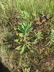 Euphorbia petrophila