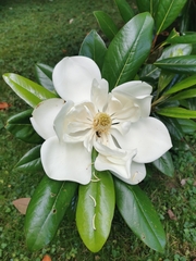 Magnolia