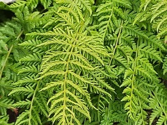 Woodsia caucasica