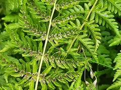 Woodsia caucasica