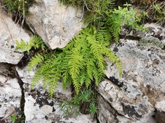 Woodsia caucasica