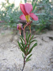 Oxalis pardales
