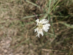 Scabiosa praemontana