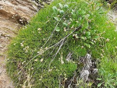 Gypsophila tenuifolia