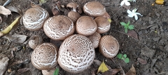 Fungi