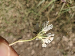 Scabiosa praemontana