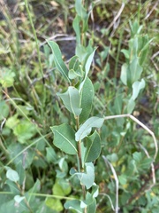 Salix kochiana