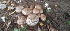 Fungi