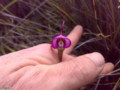 Disperis capensis capensis