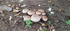 Fungi