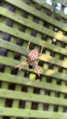 Araneus diadematus