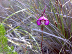 Disperis capensis capensis