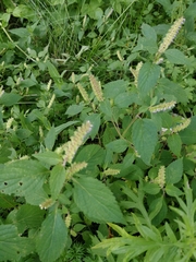 Elsholtzia ciliata